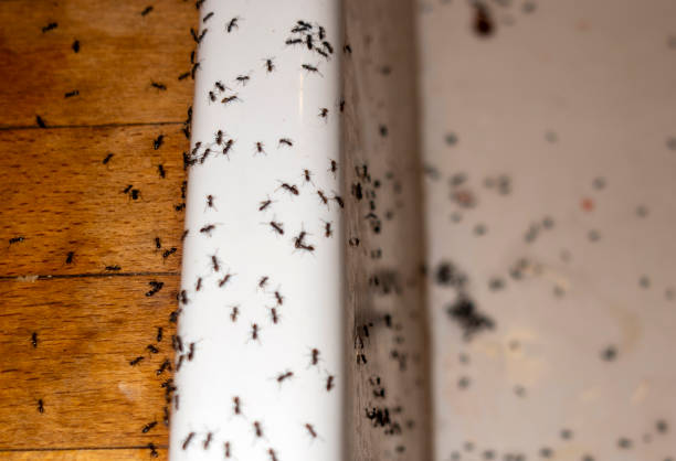 Pest Control Cost in Centennial, CO